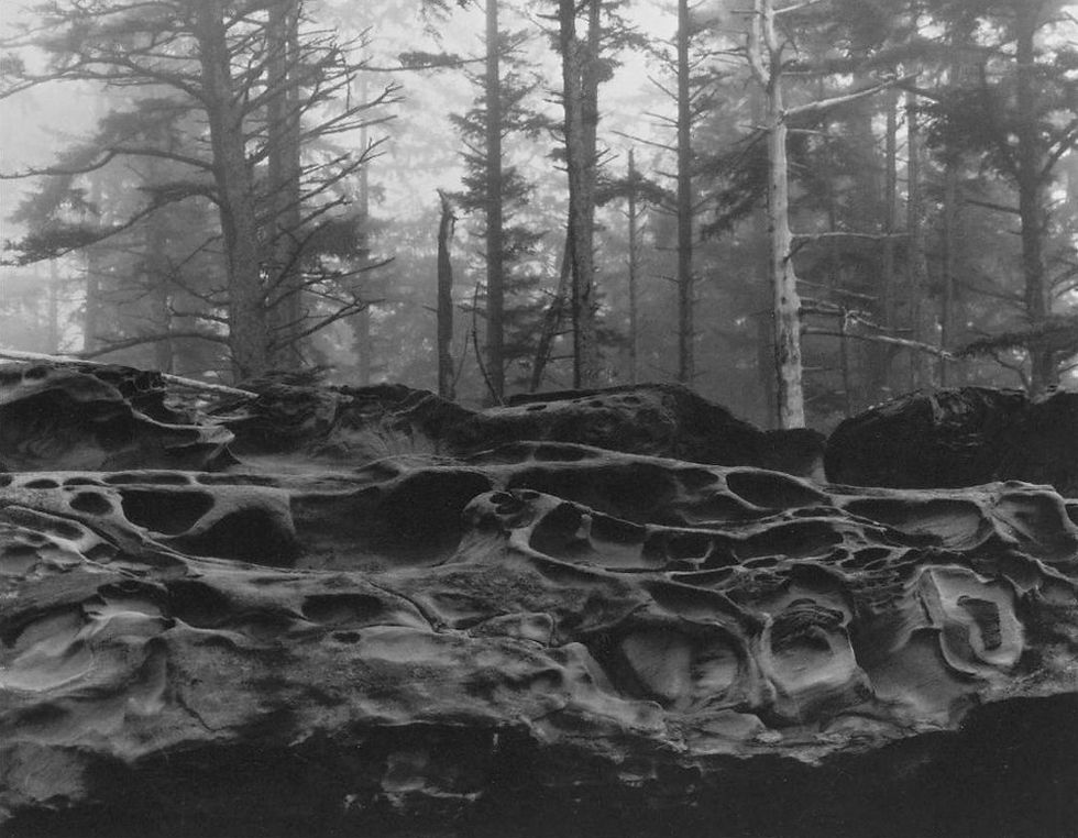 Miniature : MINOR WHITE: THE EYE THAT SHAPES