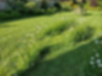 OLD GARDEN DAISY 1.jpg