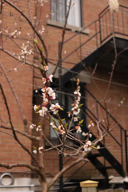 Le printemps et ses fleurs
