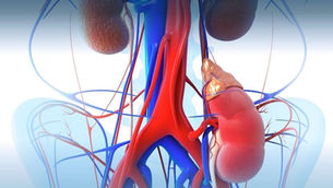 علاج أمراض الكبد و الكلية في الكويت - دليل العلاج في الكويت