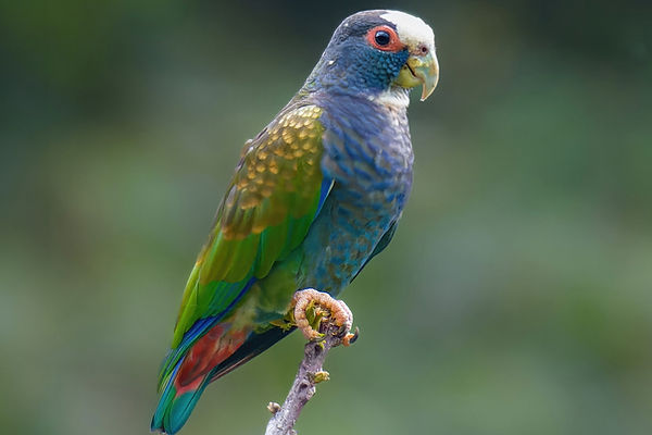 Parrot.jpeg