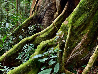 Monte Azul Nature Preserve