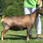 Lil Journey Farm Soraya ADGA Quality Nigerian Dwarf Dairy & Show Goat Doe Century, FL