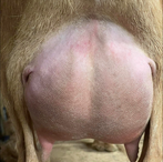 Wishing Starr My Heart
ADGA Nigerian Dwarf Dairy & Show Goat Doe Udder Century, FL