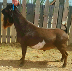 Blue Cactus Ladies Love Lucky
ADGA Nigerian Dwarf Dairy & Show Goat Buck