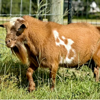 Erinwood's Born For This
ADGA Nigerian Dwarf Dairy & Show Goat Buck in FL