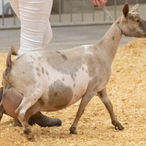 ADGA Nigerian Dwarf Dairy Show Goat