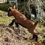 Dry Branch Hank Bama Rammer
ADGA Nigerian Dwarf Dairy & Show Goat Buck Century, FL