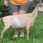 Lil Journey Farm Roar ADGA Quality Nigerian Dwarf Dairy & Show Goat Doe Century, FL