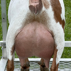 Winning Streak CM Rayne On Me
ADGA Nigerian Dwarf Dairy & Show Goat Doe Udder Century, FL