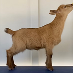 Dry Branch POL Hot Lil Biscuit
ADGA Nigerian Dwarf Dairy & Show Goat Doe in FL