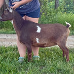 Lil Journey Farm Gin And Juice
ADGA Nigerian Dwarf Dairy & Show Goat Doe in Century, FL