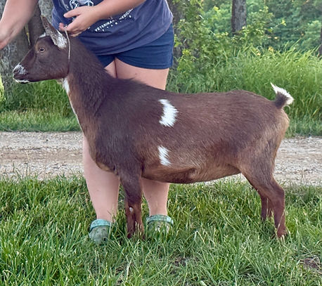 Lil Journey Farm Gin And Juice ADGA Nigerian Dwarf Dairy & Show Goat Doe Century, FL