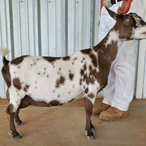 Blue Cactus MH Daisy
ADGA Nigerian Dwarf Dairy & Show Goat Doe