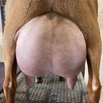 GCH Wood Bridge Farm Hnysucklerose ADGA Nigerian Dwarf Dairy Show Goat Udder
