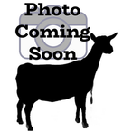 GCH Castle Rock Tahitian Sunset ADGA Quality Nigerian Dwarf Dairy & Show Goat Doe Century, FL