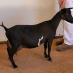 CA Blackberry's Babette
ADGA Nigerian Dwarf Dairy & Show Goat Doe