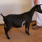 Quality ADGA Nigerian Dwarf Dairy Show Goat