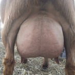 Moonshine Holler Redneck Diva
ADGA Nigerian Dwarf Dairy & Show Goat Doe in Century, FL