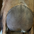 Wishing Starr Purple Belladonna
ADGA Nigerian Dwarf Dairy & Show Goat Doe Udder Century, FL