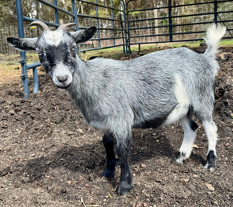 Run-A-Muck CH Black Icee
ADGA Nigerian Dwarf Dairy & Show Goat Doe in Century, FL