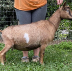 Lil Journey Farm Caroline ADGA Nigerian Dwarf Dairy Show Goat