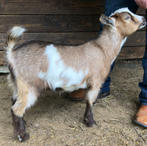Little Tots Estate Nyssa ADGA Quality Nigerian Dwarf Dairy & Show Goat Doe Century, FL