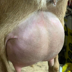 Wishing Starr My Heart
ADGA Nigerian Dwarf Dairy & Show Goat Doe Udder Century, FL
