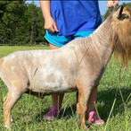 Little Tots Estate Stevia
ADGA Nigerian Dwarf Dairy & Show Goat Buck Century, FL