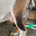 Wishing Starr Purple Belladonna
ADGA Nigerian Dwarf Dairy & Show Goat Doe Udder Century, FL