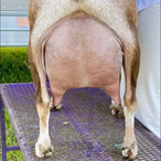 GCH Winning Streak EB Summer Rayne
ADGA Nigerian Dwarf Dairy & Show Goat Doe Udder Century, FL