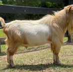 Wishing Starr Hermes
ADGA Nigerian Dwarf Dairy & Show Goat Buck in Century, FL