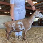 CH Gypsy Moon SM Meso Pretty
ADGA Nigerian Dwarf Dairy & Show Goat Doe Century, FL