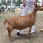 GCH Hidden Hills Natural Mystic
ADGA Nigerian Dwarf Dairy & Show Goat Doe