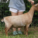 Lil Journey Farm Juice
ADGA Nigerian Dwarf Dairy & Show Goat Doe Century, FL