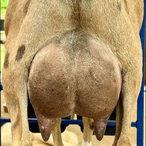Moon Station Moon Dancer
ADGA Nigerian Dwarf Dairy & Show Goat Doe Udder