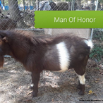 Farm Oldesouth Man Of Honor
ADGA Nigerian Dwarf Dairy & Show Goat Buck Century, FL