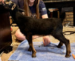 Run-A-Muck WR Queen Lucy Quality ADGA Nigerian Dwarf Dairy Show Goat Northwest Florida