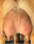 Quality ADGA Nigerian Dwarf Dairy Show Goat Udder