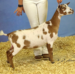 Winning Streak CM Rayne On Me
ADGA Nigerian Dwarf Dairy & Show Goat Doe Century, FL