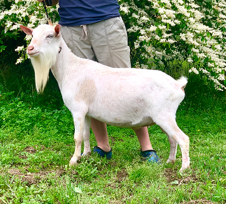 Little Tots Estate Alpine Ice *B Quality ADGA Nigerian Dwarf Dairy Show Goat Northwest Florida