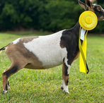 Wishing Starr PurpleBelladonna
ADGA Nigerian Dwarf Dairy & Show Goat Doe Century, FL