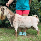 Winning Streak CM Rayne Boots
ADGA Nigerian Dwarf Dairy & Show Goat Buck Century, FL