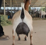 Quality ADGA Nigerian Dwarf Dairy Show Goat Udder