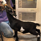 Moon Station WJ Dairy Queen
ADGA Nigerian Dwarf Dairy & Show Goat Doe In Century, Fl