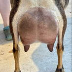 CH Moon Station Kari
ADGA Nigerian Dwarf Dairy & Show Goat Doe Udder