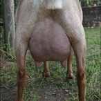 Lil Journey Farm Juice
ADGA Nigerian Dwarf Dairy & Show Goat Doe Udder Century, FL