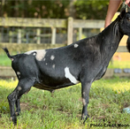 Wolvivan You Can Have It All
ADGA Nigerian Dwarf Dairy & Show Goat Buck