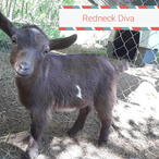 Moonshine Holler Redneck Diva
ADGA Nigerian Dwarf Dairy & Show Goat Doe in Century, FL
