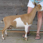 Little Tots Estate Anemone ADGA Quality Nigerian Dwarf Dairy & Show Goat Doe Century, FL